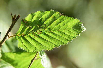 Close-up of fresh green leaf