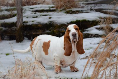 Dog on snow covered field