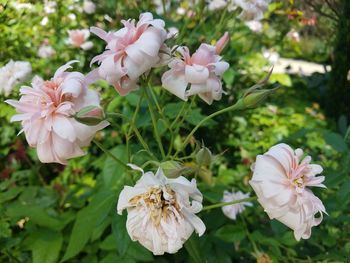 Close-up of pink flowers