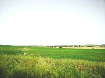 Scenic view of grassy field against clear sky