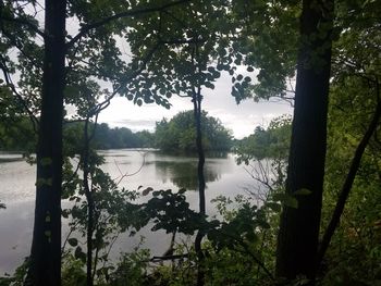 Trees growing by calm lake