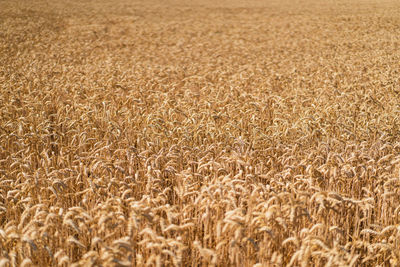 Golden ripe ears of wheat. wheat field. ears of golden wheat close up.