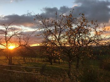 Trees on field against sky at sunset