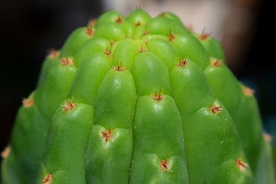 Close-up of prickly pear cactus