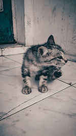 High angle view of cat on floor