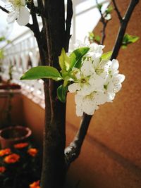 Close-up of white flowers