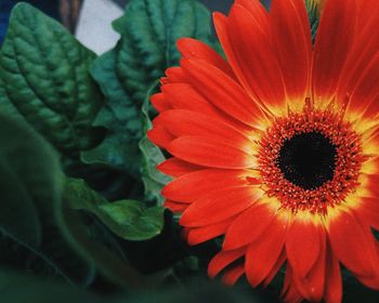 Close-up of flower blooming outdoors