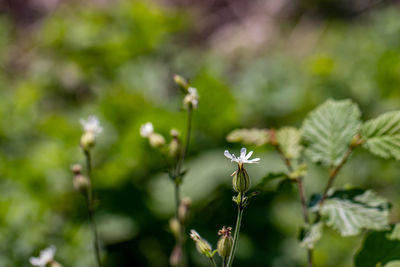Flower outside in nature