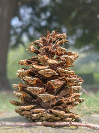 Close-up of a dry cone pine on the ground