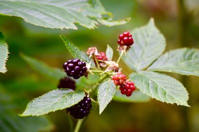 Close-up of red berries on tree