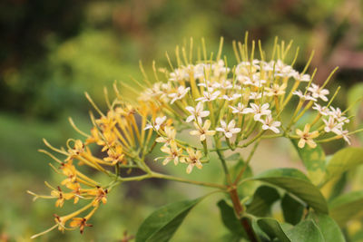 Close-up of flowering plant