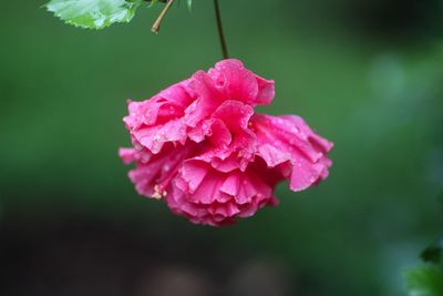 Close-up of pink rose flower