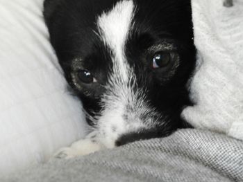 Close-up portrait of a dog