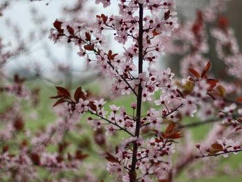 Close-up of cherry blossom tree