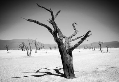 Bare trees on landscape