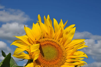 Low angle view of sunflower against sky