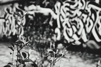 Close-up of plant against blurred background