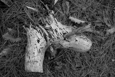 High angle view of animal skull on field
