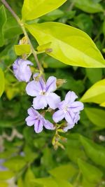 Close-up of purple flowering plant leaves