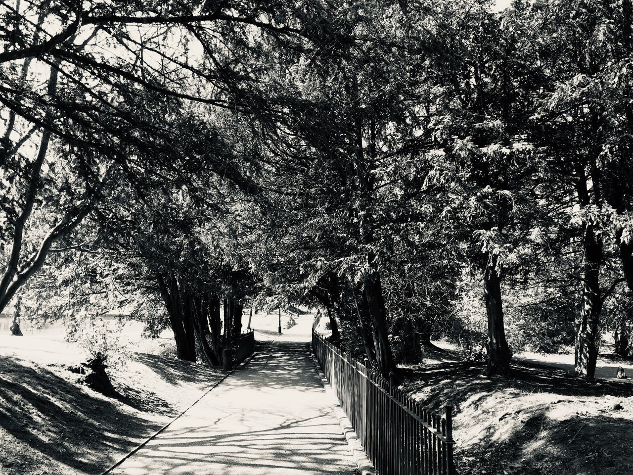 STREET AMIDST TREES IN PARK