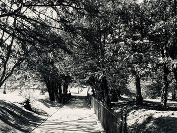 Footpath amidst trees in park during winter