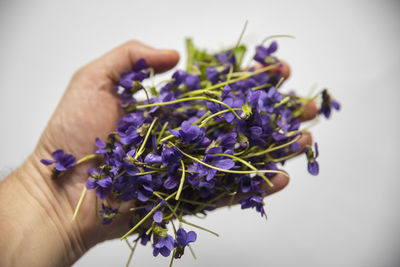 Close-up of hand holding purple flowering plant