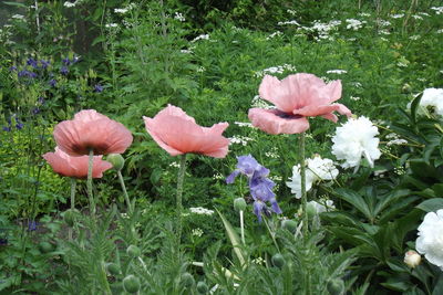 Close-up of pink flowering plants on field