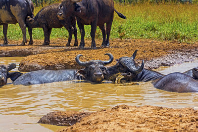 Male and female cape buffalo in a water hole in uganda