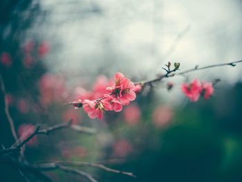 Branch with flowers. blooming spring garden. branch, green foliage, macro, soft focus, bokeh effect