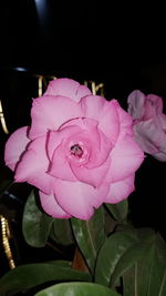 Close-up of pink rose