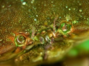 Close-up of fish in water