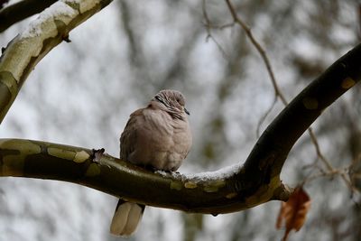 Low angle view of bird perching on branch