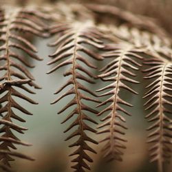 Close-up of cactus