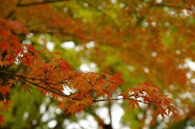 Low angle view of maple leaves on tree during autumn