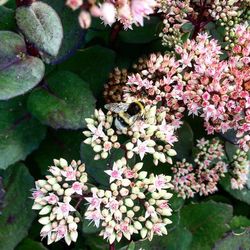 Close-up of flowers blooming outdoors