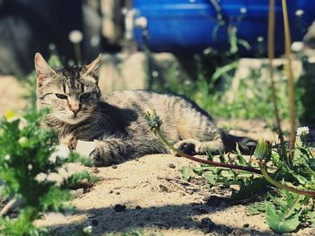 Cat lying on a plant