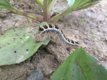 High angle view of insect on plant