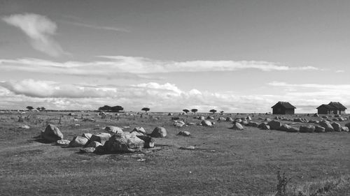 Cows grazing on field against sky