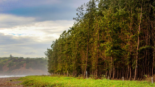 Trees on field against sky