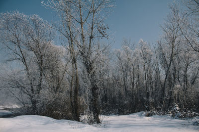 Bare trees on snow covered landscape