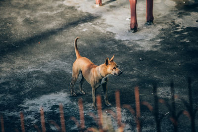 High angle view of dog running on street