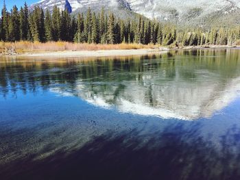 Reflection of trees in calm lake