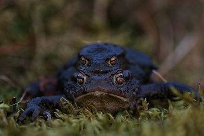 Close-up frogs mating on field