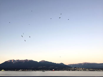 Birds flying over sea against sky