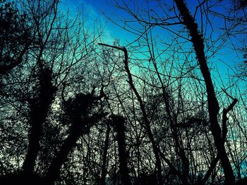 Low angle view of silhouette trees against sky