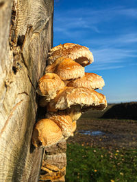 Close-up of mushrooms growing on tree trunk