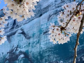 Close-up of white cherry blossoms against whale painting muriel in victoria vancouver island 