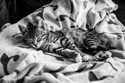 Cat sleeping on bed