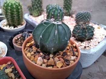 High angle view of succulent plant in pot