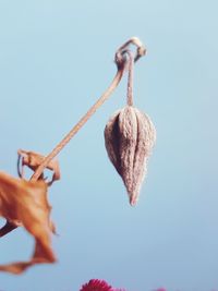 Low angle view of seedpod  hanging from twig against blue wall